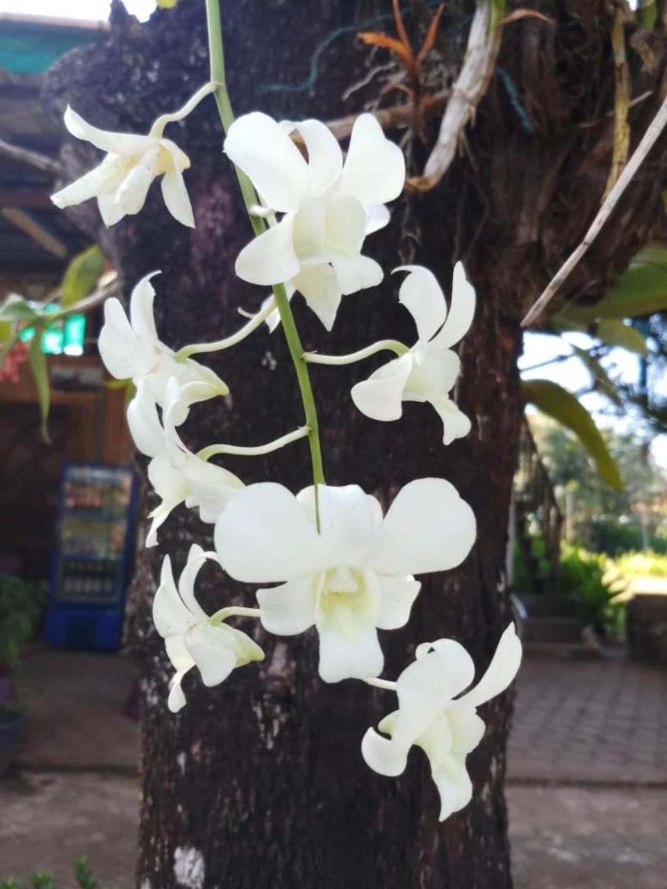 Xuanmai Garden Resort Pakse Exterior foto