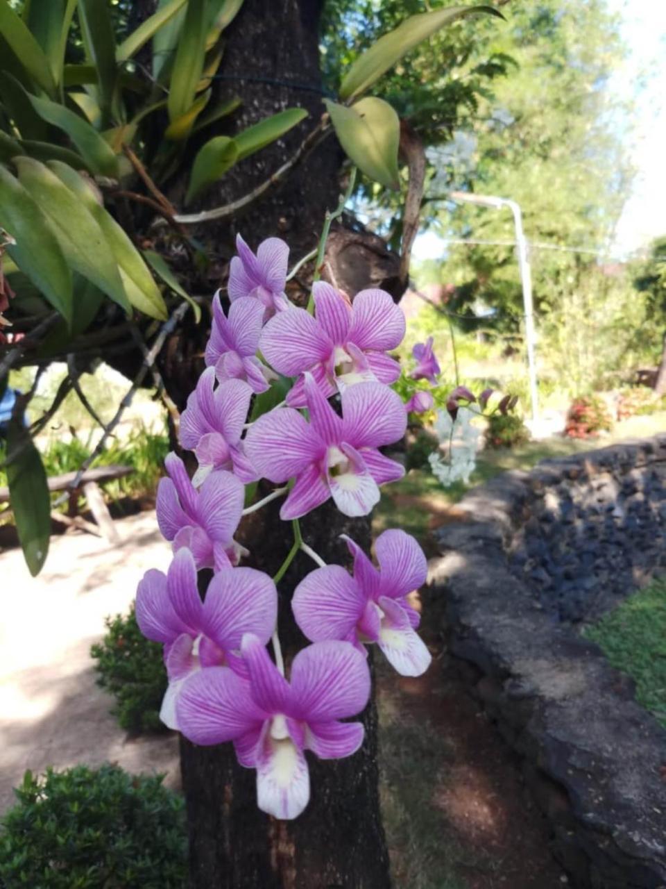 Xuanmai Garden Resort Pakse Exterior foto
