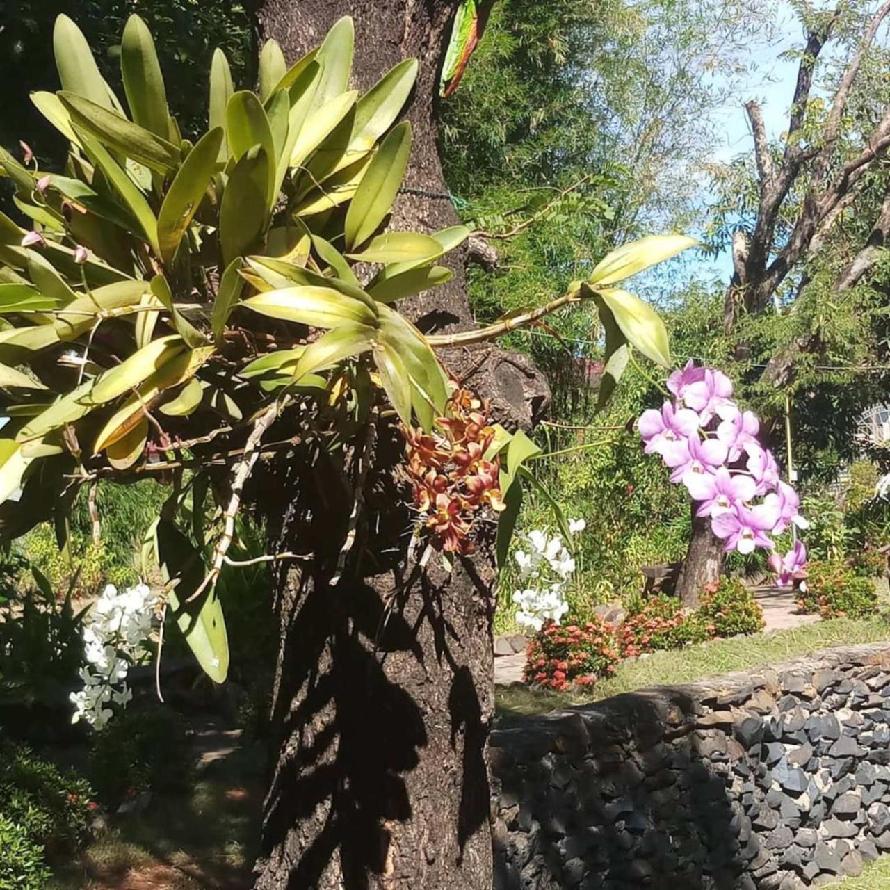 Xuanmai Garden Resort Pakse Exterior foto
